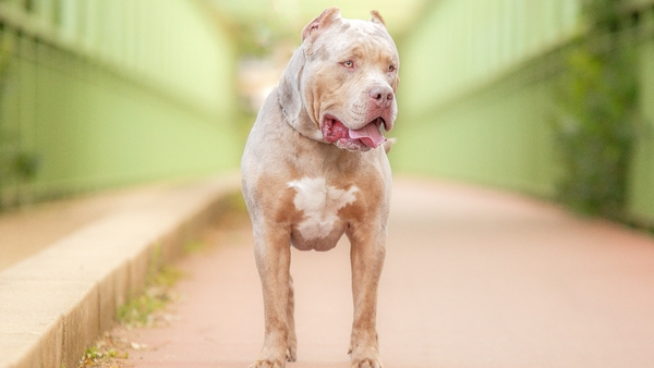 The XL bully came about as a cross between a bulldog and an American Staffordshire terrier (Stock image)