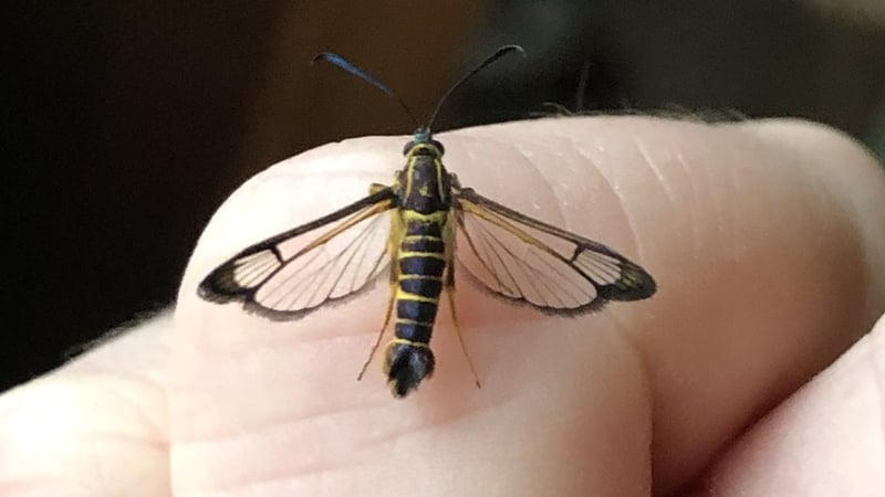 It is believed the moths accidentally hitched a ride when they were still larvae inside a photographer's boot bag who had been travelling in South America