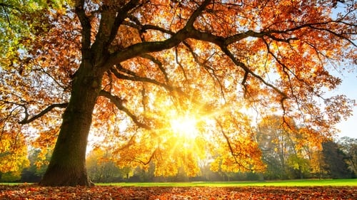 A feast of carotenoids. Photo: Getty Images