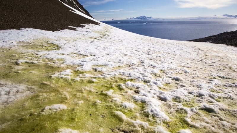 Scientists say that climate change induced by humans is a key contributing factor to parts of Antarctica turning green