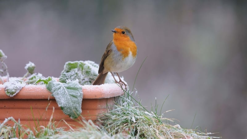 Preparation is better than cure when it comes to frosty conditions (Alamy/PA)