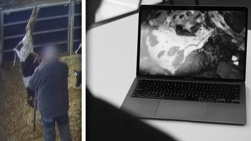 'RTÉ Investigates, Live Exports: On the Hoof', will be broadcast on Prime Time at 9.35pm tonight