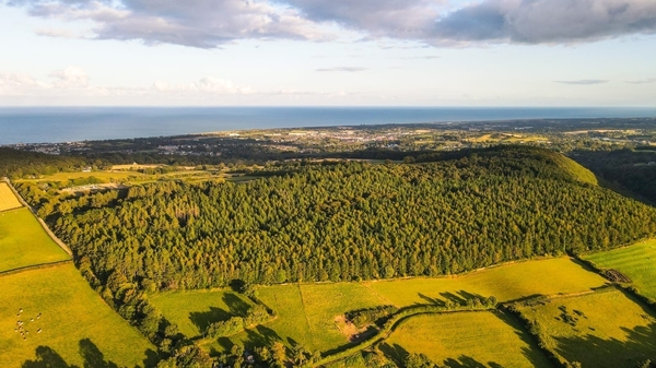 Part of the Glen of the Downs forest near Delgany was felled more than 25 years ago, despite a three-year long protest by environmentalists