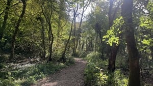 Nuacht an Deiscirt: 26 Samhain 2025 show image