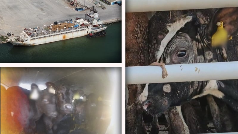 RTÉ Investigates, 'Live Exports: On the Hoof' broadcasts on RTÉ One at 9.35pm tonight