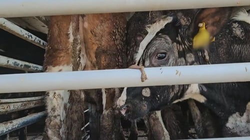 Calves on a transport truck, destined eventually for Israel