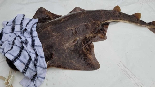 Angel sharks have been listed as critically endangered by the International Union for Conservation of Nature