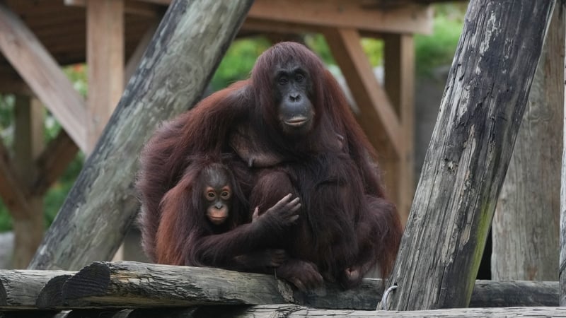 ZooTampa's senior director said some of its orangutans will hide under blankets as the hurricane passes through Florida