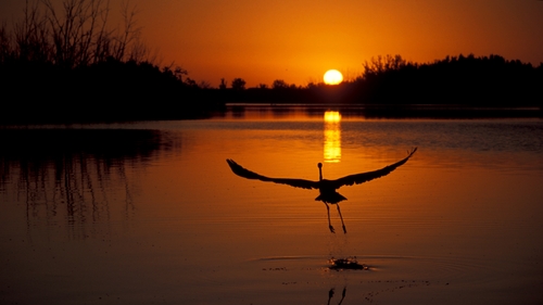 The report tracks trends in the abundance of a large number of species, not individual animal numbers (Stock image)