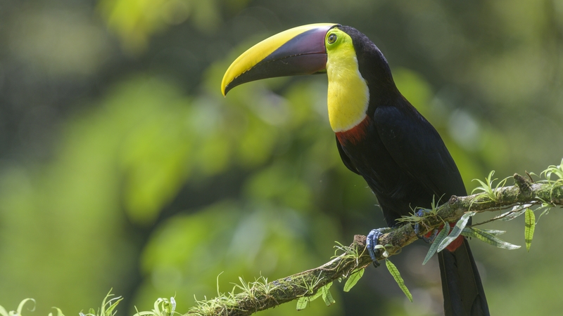 An túcán dubh-mhandabalach: a chinniúint i lámha an chine dhaonna