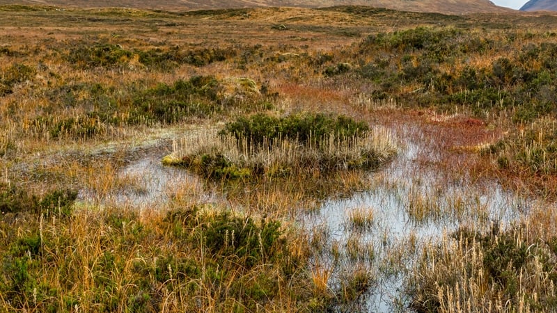 The fund aims to address the long-term economic transition of the midlands region, following the end of commercial peat extraction and peat-fired power generation