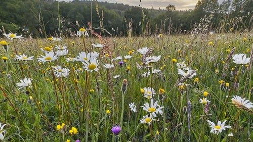 Enhancing biodiversity can limit some impacts of climate change