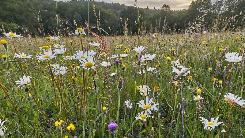 Enhancing biodiversity can limit some impacts of climate change