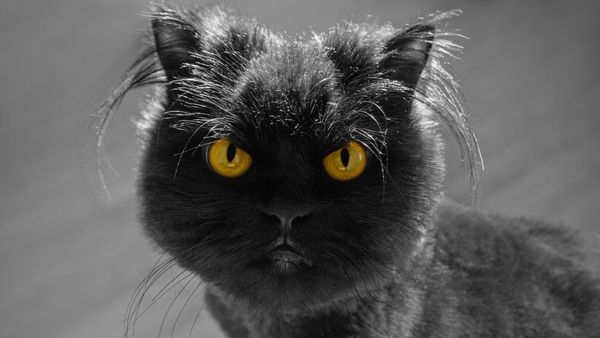 Cat dubh? Ó ní hea ach múnla den Phúca i bhfoirm piscín.