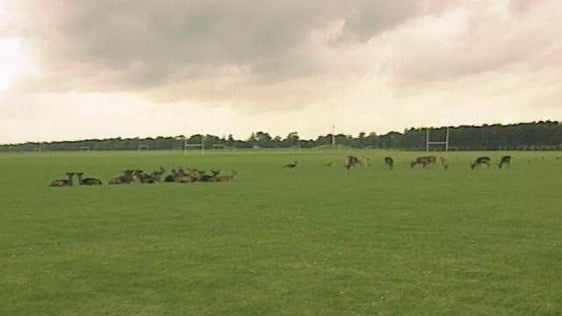 Deer in the Phoenix Park (1994)
