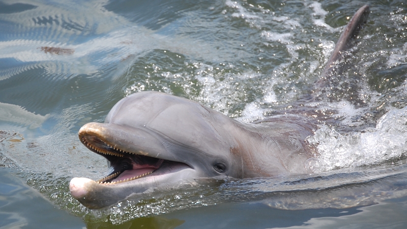 Researchers collected samples from 11 dolphins off the US coast