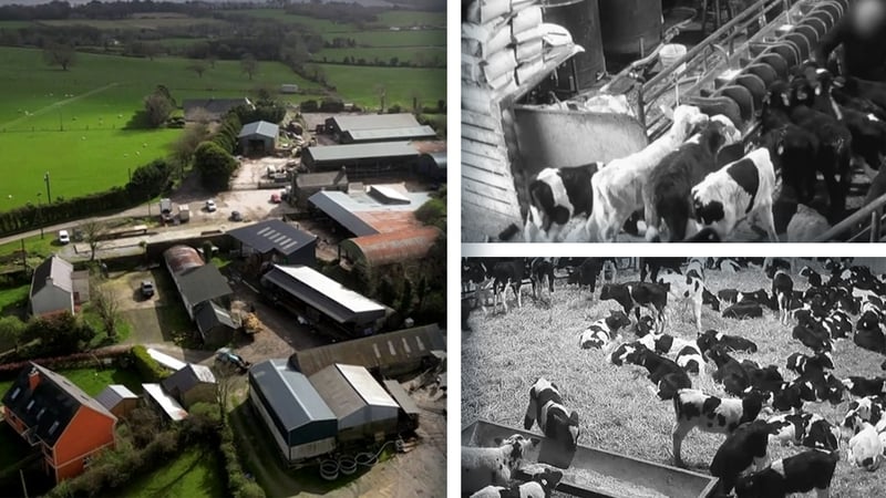 Department officials were present at a calf assembly centre in Co Kerry on the same date secret filming took place which exposed animal mistreatment