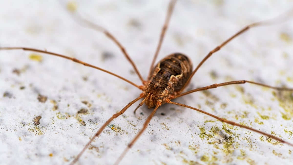New species of harvestman discovered for Ireland