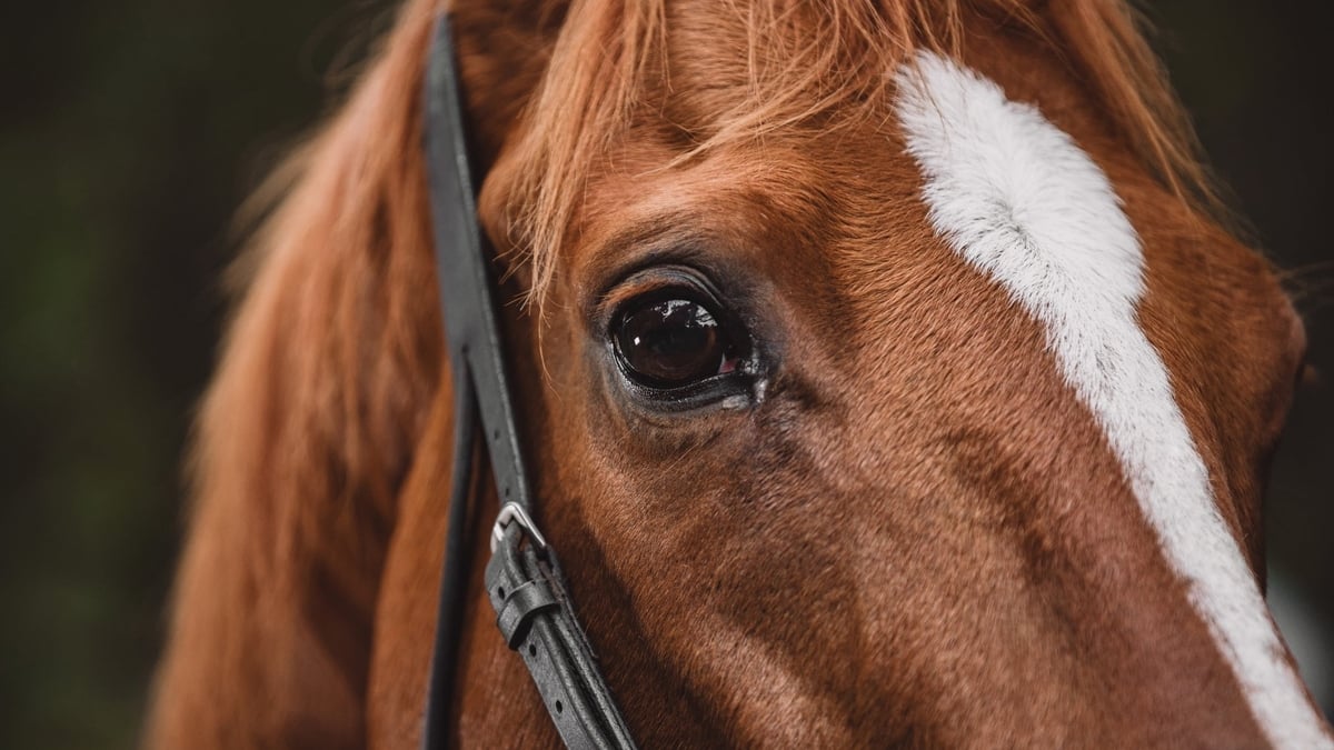Is enough being done for retired and abandoned horses?