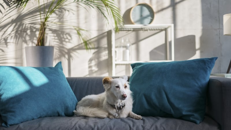 Dr Jeffrey Kelu said owners also need to be patient, understanding, and trusting, as 'it may take your pets a couple of days or longer to fully adjust their clocks, similar to how we recover from travel jetlag' (Stock image)