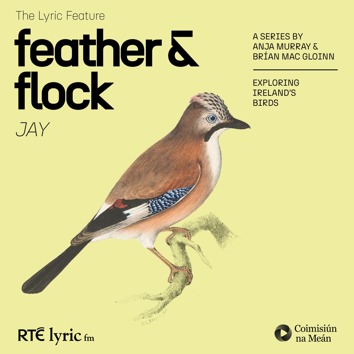 Feather & Flock - Pt 2 Jay | The Lyric Feature 