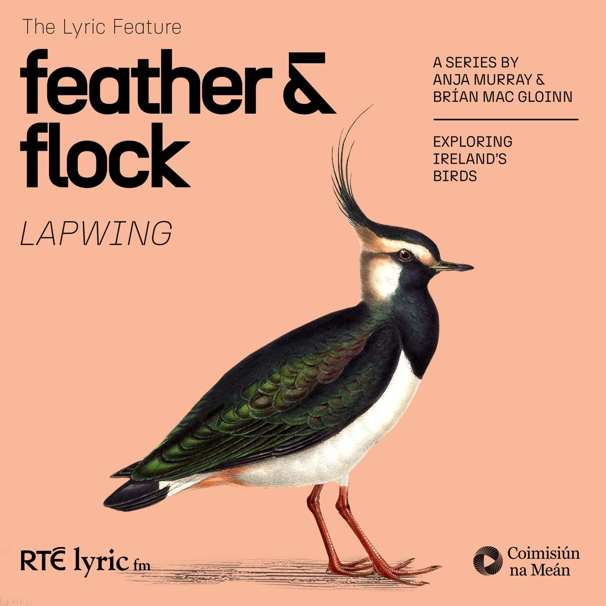 Feather and Flock Pt 3 - Lapwing  | The Lyric Feature