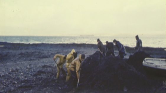 Oil Spill Clean-Up operation at Bantry Bay in County Cork, 1974.