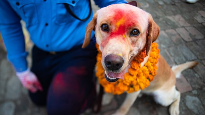 Kukur Tihar in Nepal is reserved for worshipping dogs as agents of Yamaraj, the god of death, and for appreciating their loyalty and companionship to humans