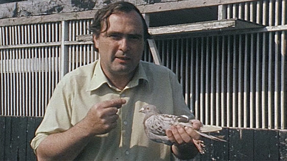 Martin Downes with a pigeon in Ringsend, County Dublin, 1979.