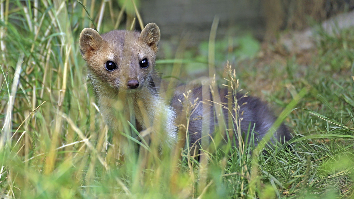 Why are pine martens so important to red squirrels?