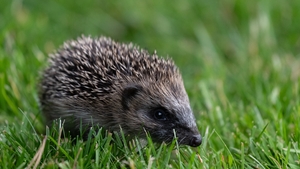 Hedgehogs – could robotic lawnmowers be frightening them! 