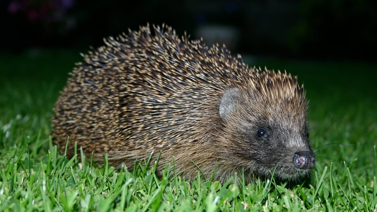 Where There’s A Quill, There’s A Way: Could You Be A Hedgehog Helper?