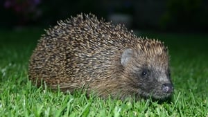 Where There’s A Quill, There’s A Way: Could You Be A Hedgehog Helper? show image