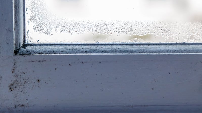 Stock image: The research has shown a growing understanding within the housing sector that tenants' household behaviours are not significant contributors to persistent mould problems, contrary to previous beliefs. Photo: Getty Images