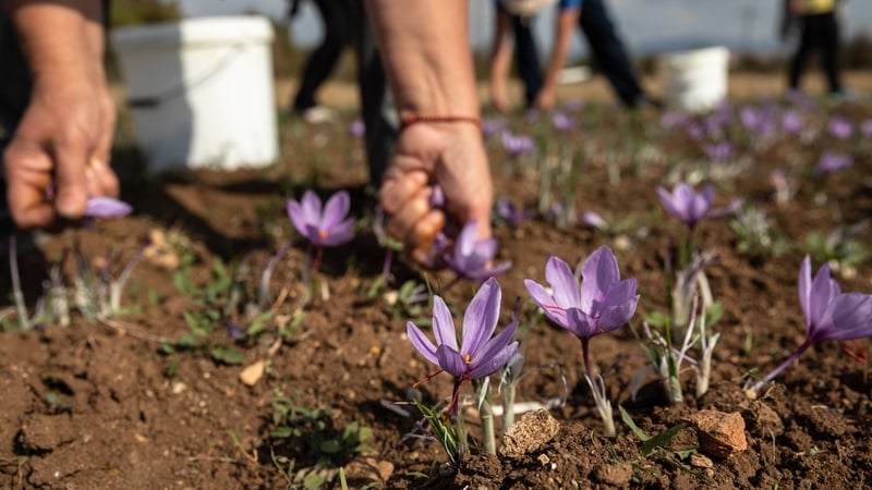 Greece experienced its driest October in the last 15 years, raising fears for the future of saffron harvesting