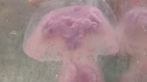 The mauve stinger jellyfish were first spotted in Lough Hyne last Tuesday