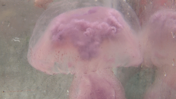 The mauve stinger jellyfish were first spotted in Lough Hyne last Tuesday