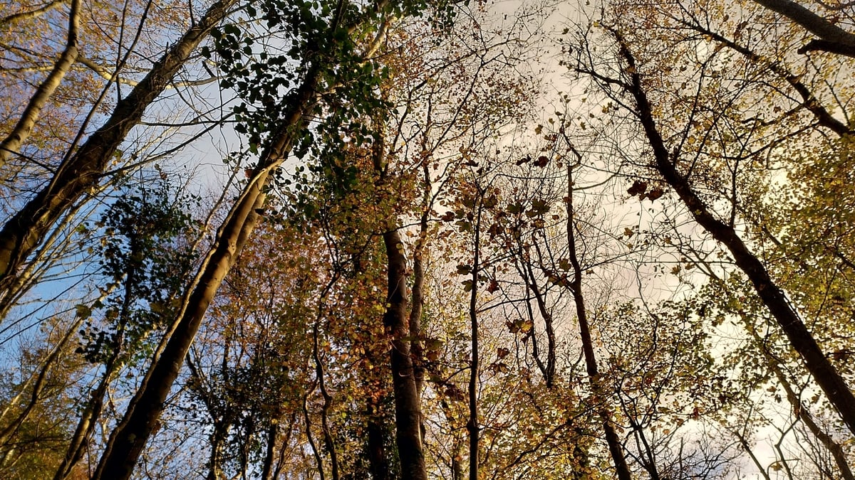 Ambient Orbit Monday 11 November 2024