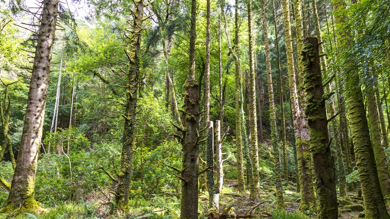 It might be cheaper for a government to pay for the development or protection of a carbon sink, like forestry, in a developing country