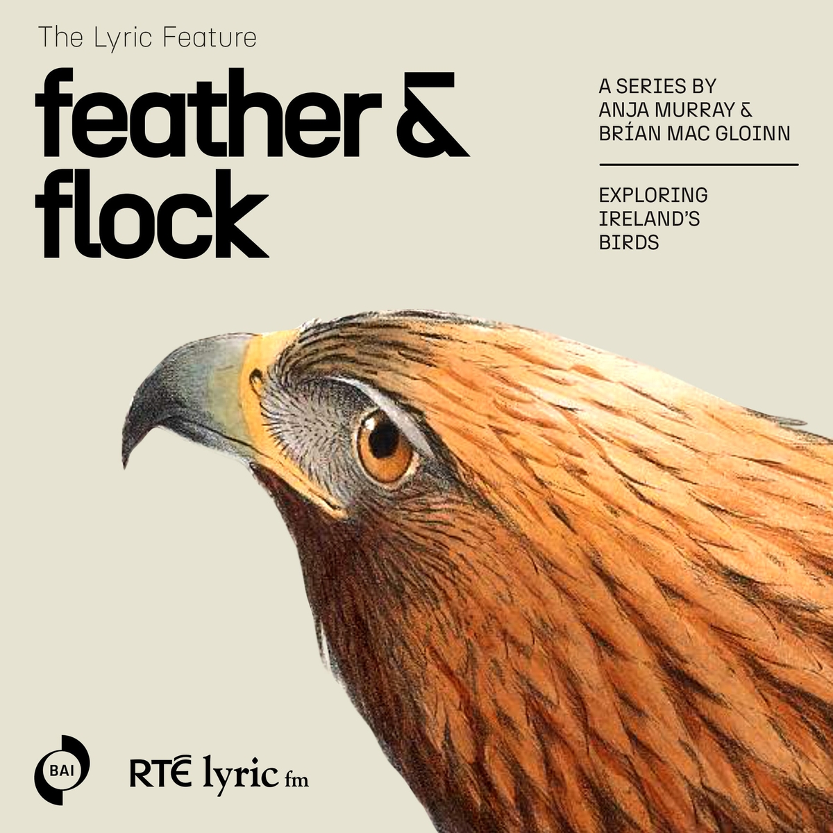 Feather and Flock - Eagles | The Lyric Feature