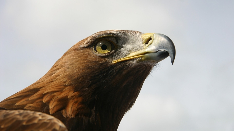 'Golden eagles rely on a steady supply of prey to thrive and raise chicks'. Photo: Terry Flanagan