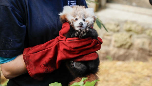 The zoo said the 'frightening noises seem to have been too much' for Roxie