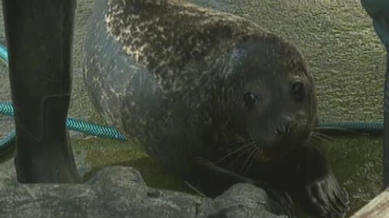 Seal (1994)