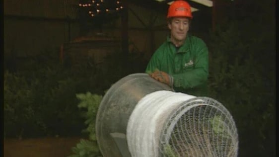 Producing Christmas Trees, 1994