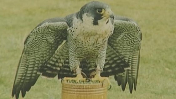 Camogie the Peregrine falcon, 1999