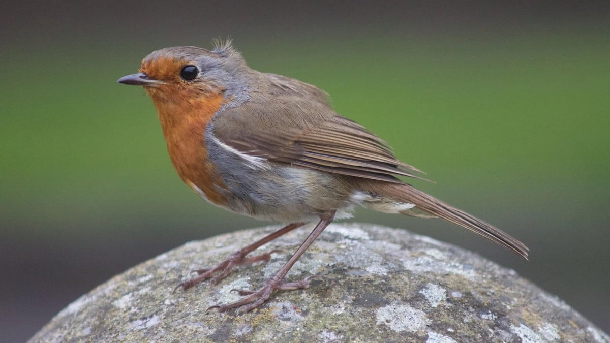 BirdWatch Ireland’s Irish Garden Bird Survey
