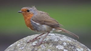 BirdWatch Ireland’s Irish Garden Bird Survey show image