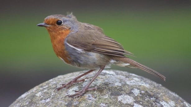 Terry Flanagan's photo of the ubiquitous Robin