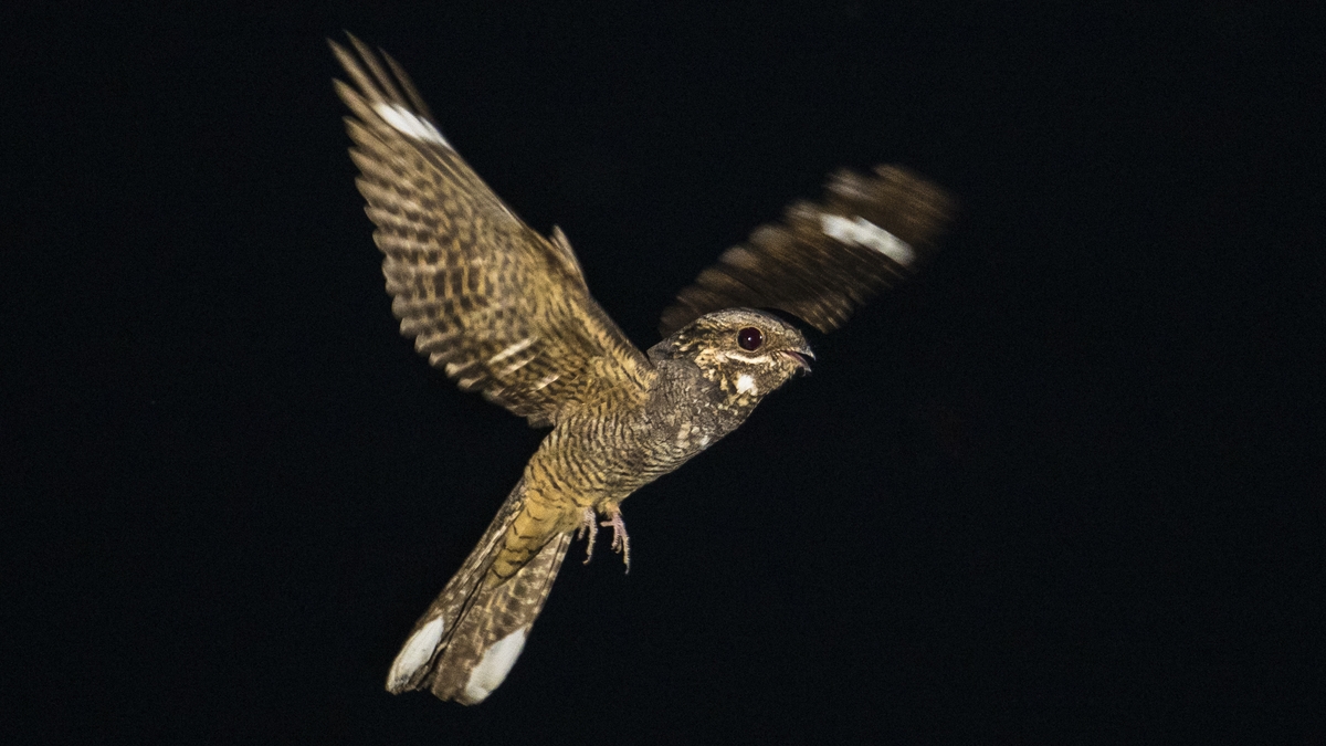 Nightjars confirmed to be breeding in the south-east of Ireland