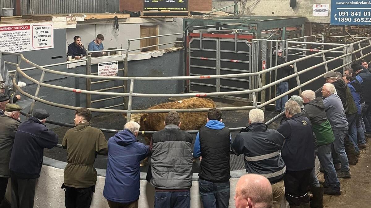 Stephen Joyce, feirmeoir.